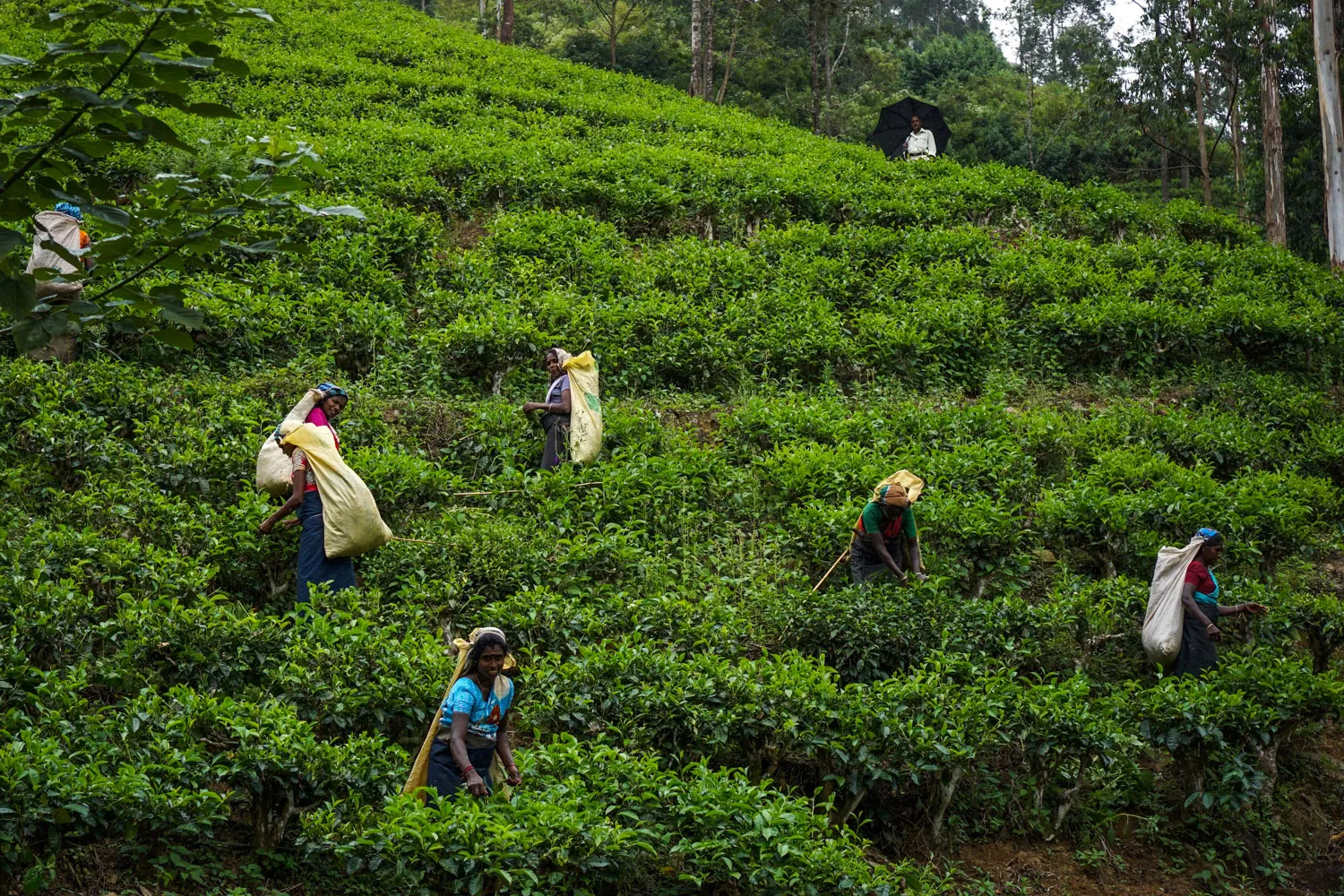 don-dien-va-nha-may-san-xuat-tra-ceylon