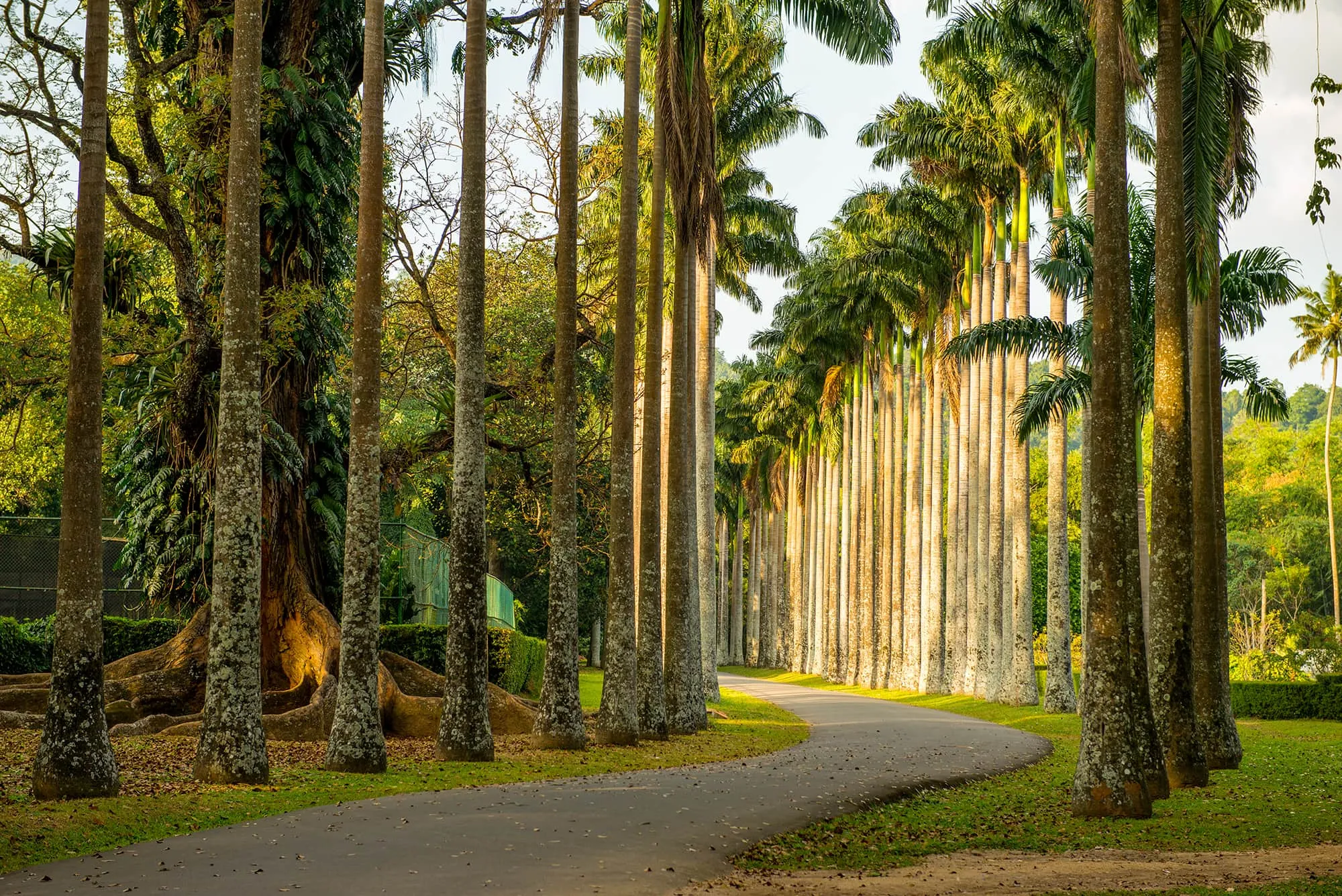 bang-bao-gia-tron-goi-cac-vien-trinh-tour-sri-lanka-tai-phe-travel