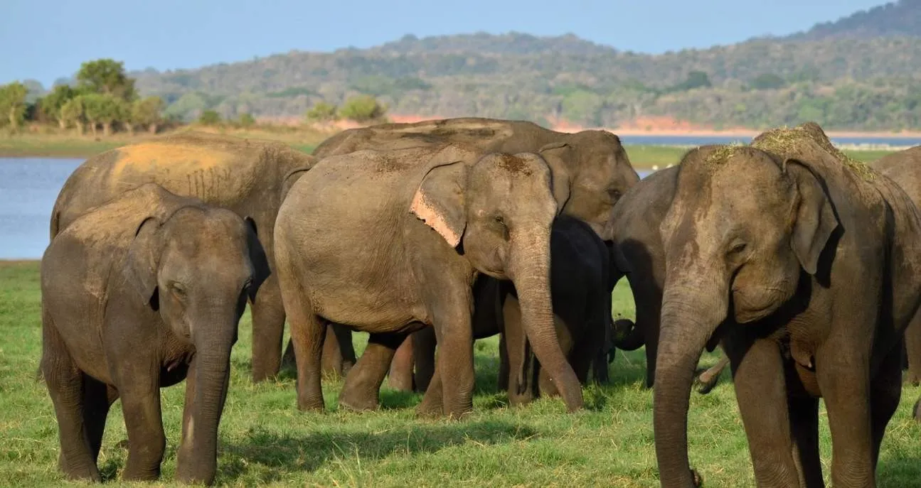 vuon-quoc-gia-minneriya-sri-lanka-4