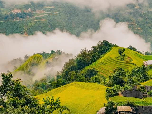 ban-phung