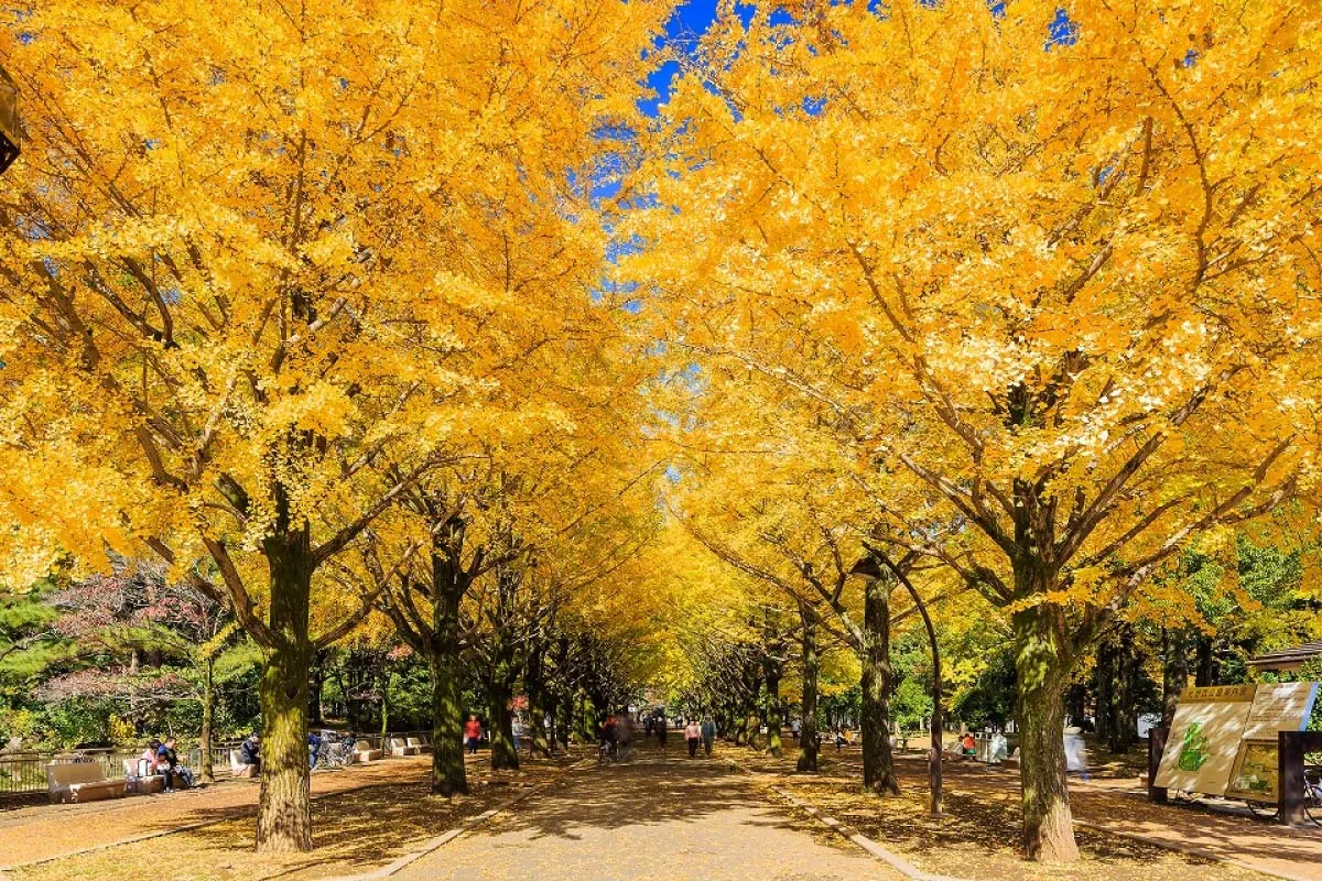 dai-lo-icho-namiki