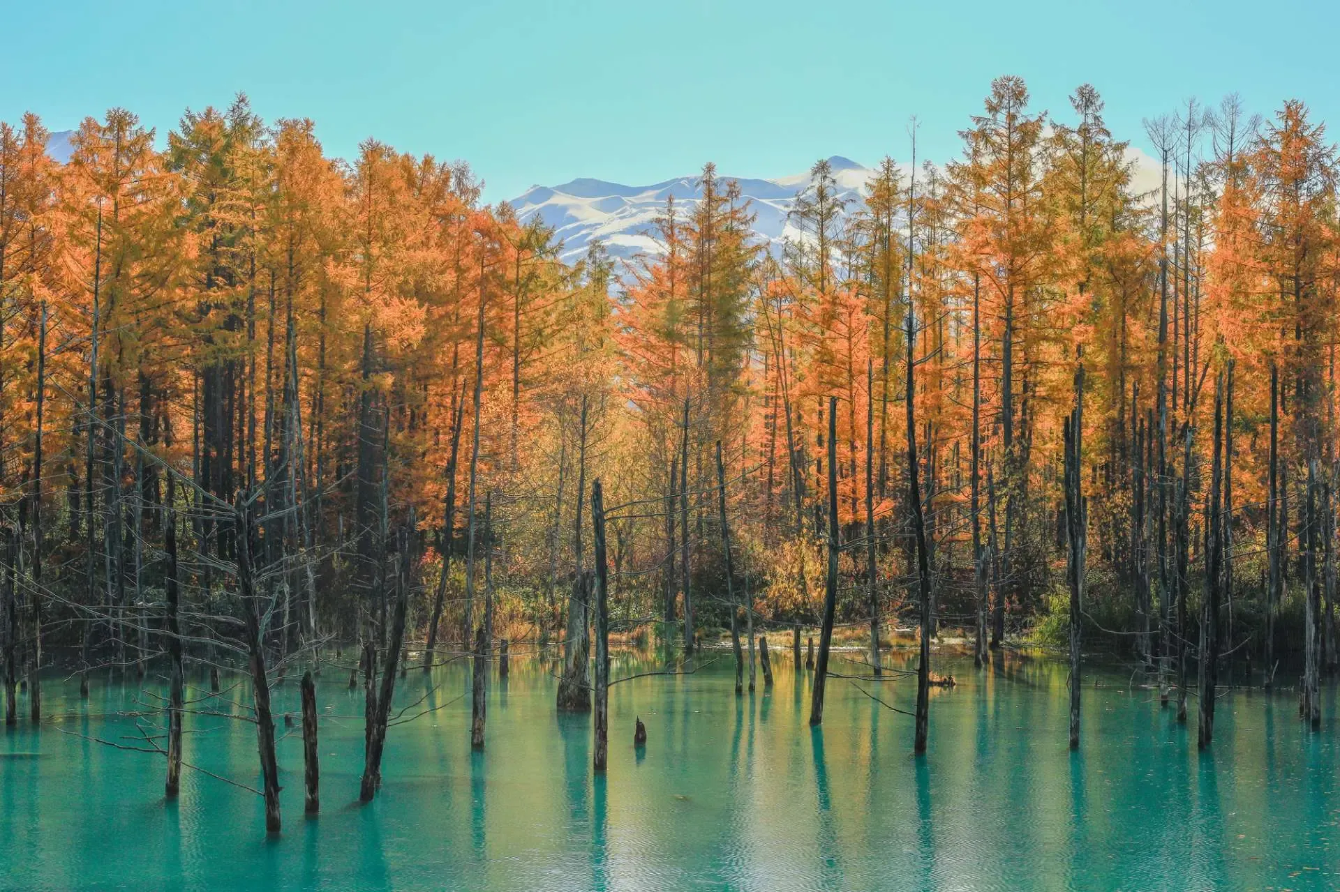 kinh-nghiem-tham-quan-ho-shirogane-blue-pond-ho-biei-2