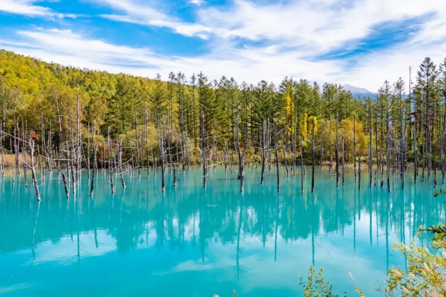 tai-sao-dich-vu-lu-hanh-cua-phe-travel-la-lua-chon-uy-tin-cho-hanh-trinh-du-lich-hokkaido