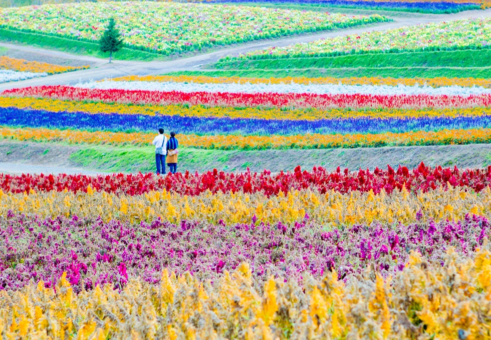 dac-diem-thoi-tiet-va-tham-hoa-ruc-ro-cua-hokkaido-mua-he-thang-6-thang-8-co-gi-cuon-hut