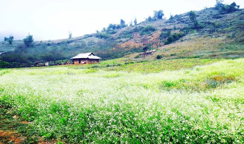 Mộc Châu mùa hoa mận: Vị trí, điểm thu hút, kinh nghiệm du lịch và chọn tour