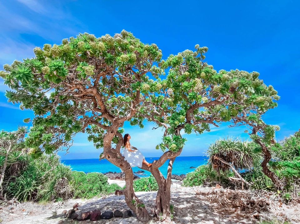 Tour Lý Sơn 3 ngày 2 đêm từ Sa Kỳ: Lịch trình, điểm nổi bật, giá bán, kinh nghiệm du lịch & đơn vị uy tín giá rẻ