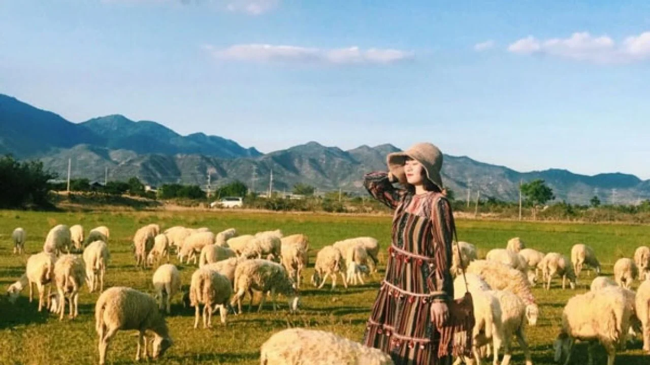 Kinh nghiệm đi Đồi cừu Vĩnh Hy: Giá vé, đường đi & 1001 góc check-in "triệu like"