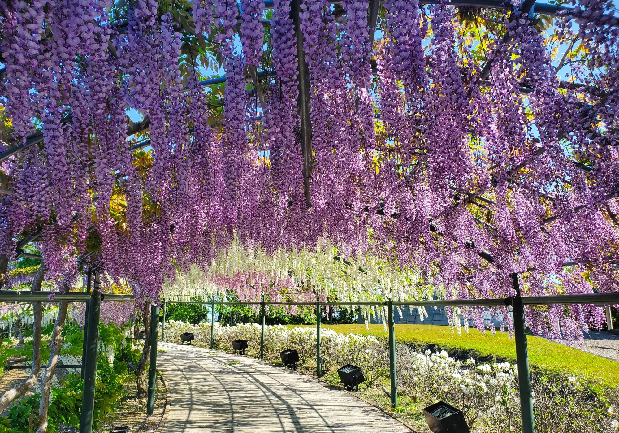 tham-quan-cong-vien-hamamatsu-de-ngam-hoa-tu-dang