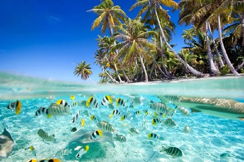 Cù Lao Chàm: Vị trí, điểm thu hút, kinh nghiệm du lịch và chọn tour