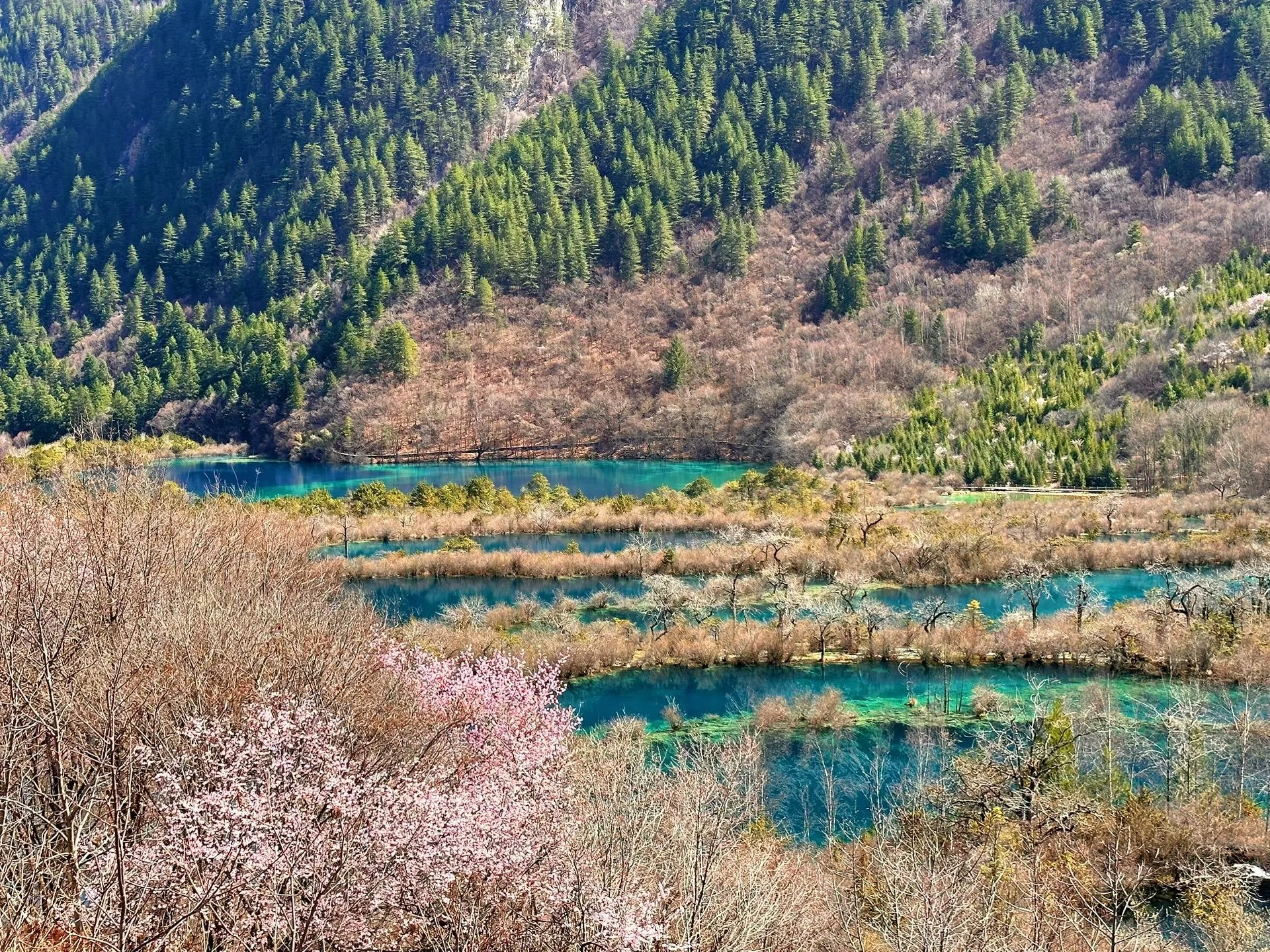 cuu-trai-cau-mua-xuan