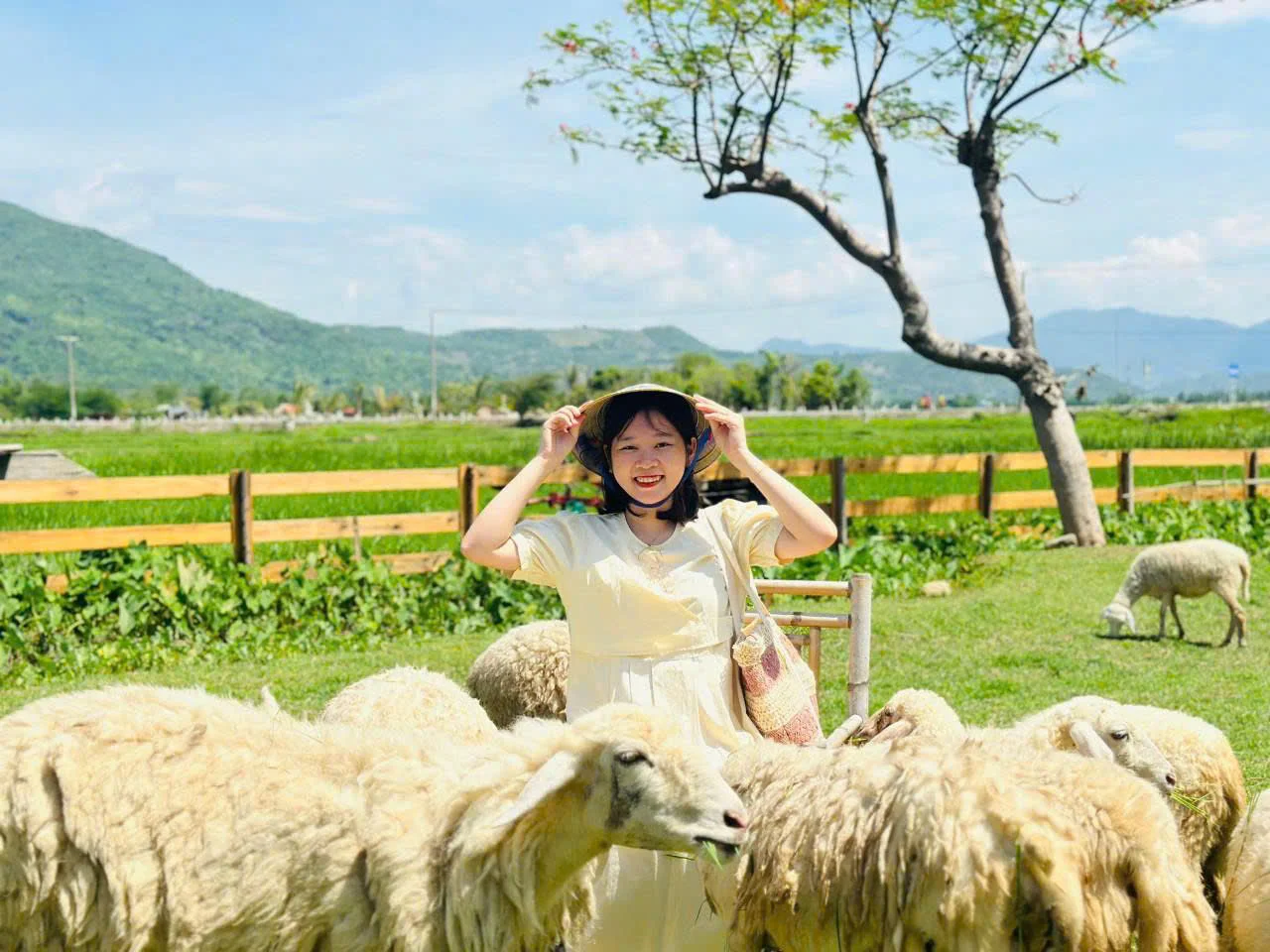 Kinh nghiệm đi Đồi cừu Vĩnh Hy: Giá vé, đường đi & 1001 góc check-in "triệu like"