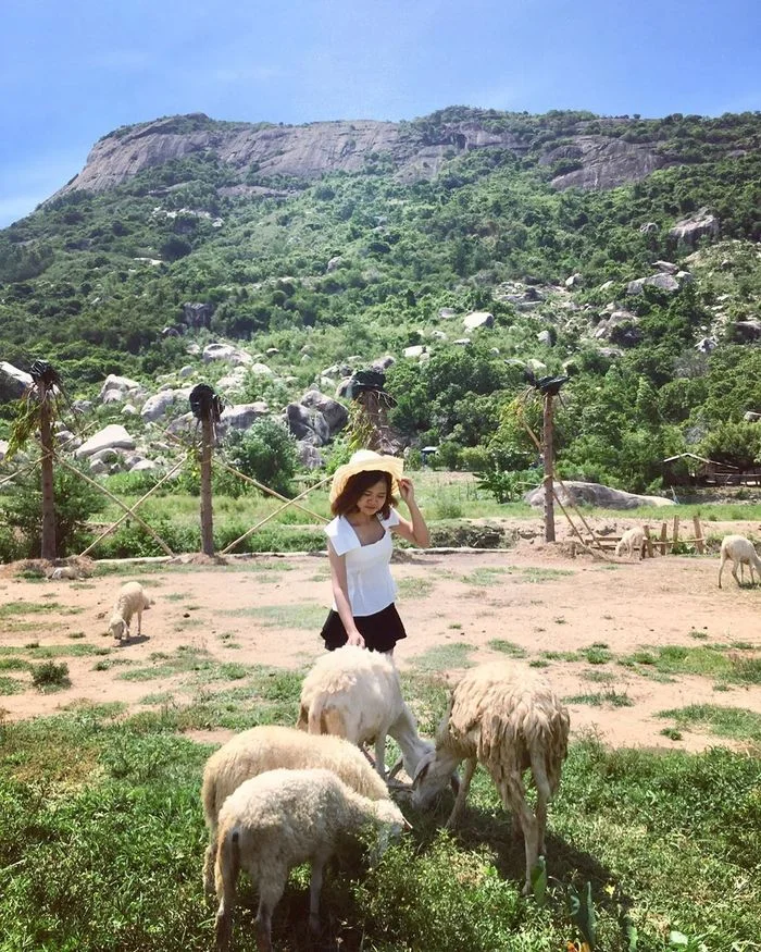 Kinh nghiệm đi Đồi cừu Vĩnh Hy: Giá vé, đường đi & 1001 góc check-in "triệu like"