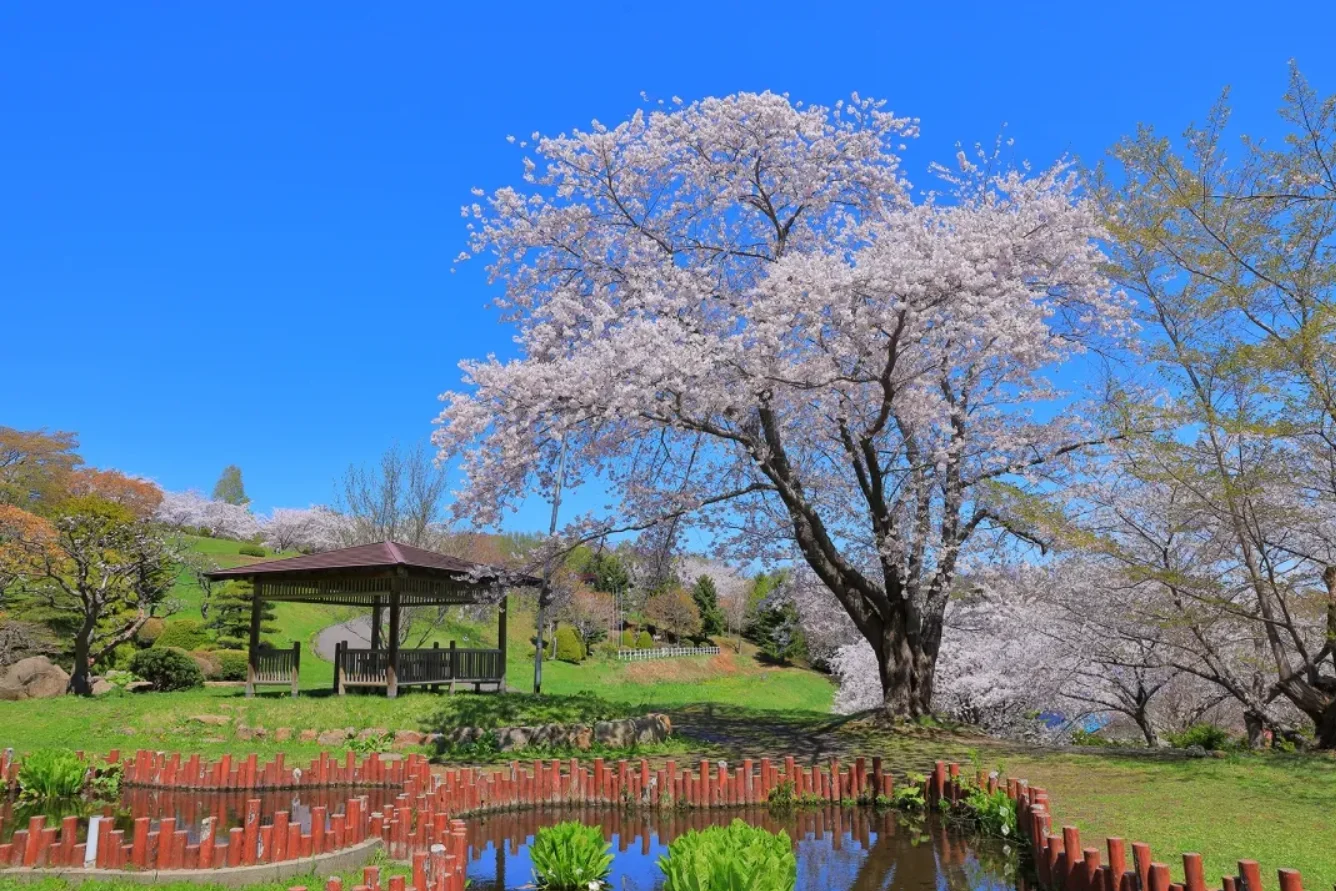 nhung-luu-y-quan-trong-trong-tour-hokkaido-mua-xuan