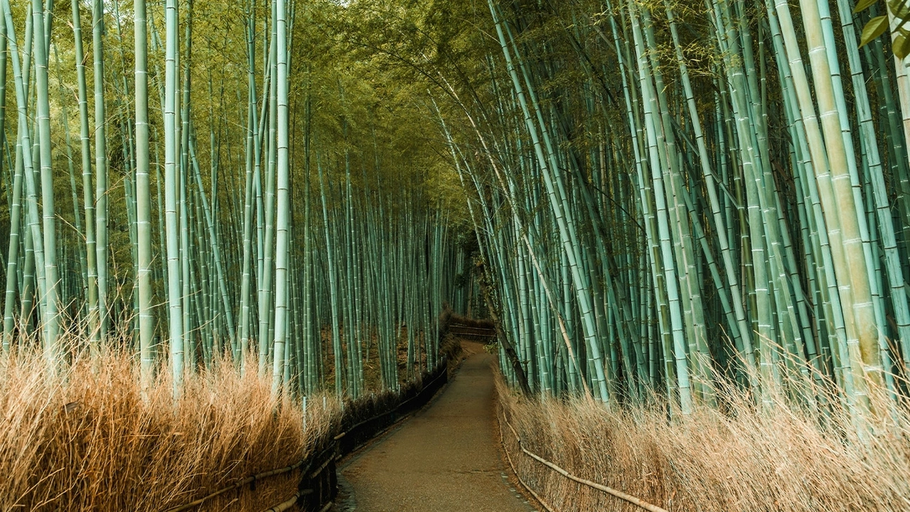 bang-gia-tour-nhat-ban-5-ngay-4-dem