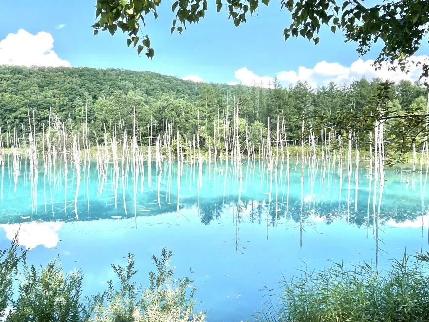 furano-biei-buc-tranh-thien-nhien-mua-xuanhe