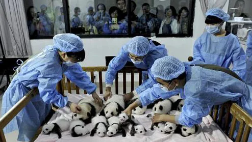 Công viên gấu trúc Thành Đô: Vị trí, điểm thu hút, kinh nghiệm du lịch và chọn tour