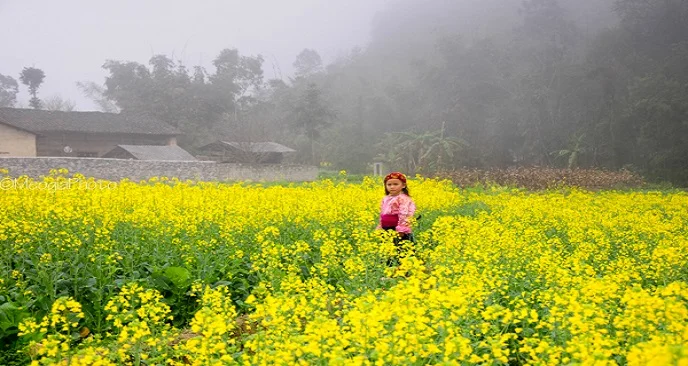 ha-giang-mua-hoa-cai