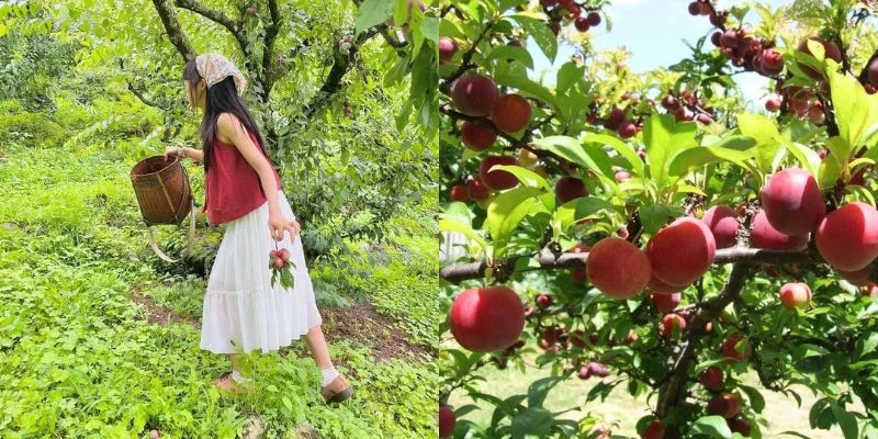 Kinh nghiệm du lịch Mộc Châu từ A-Z: Mặc gì, Ăn gì, Chơi gì, Ở đâu và Lưu ý sống còn