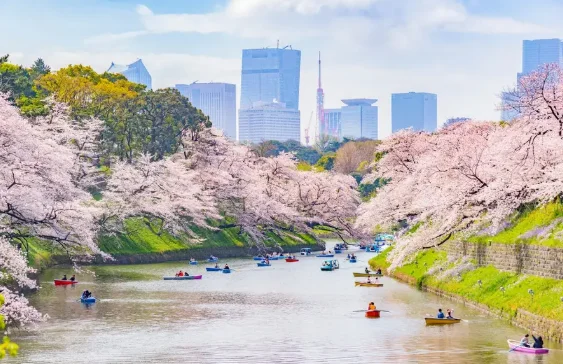 Hoa anh đào Nhật Bản: Nên đi tháng mấy, điểm nào lý tưởng nhất & kinh nghiệm chi tiết