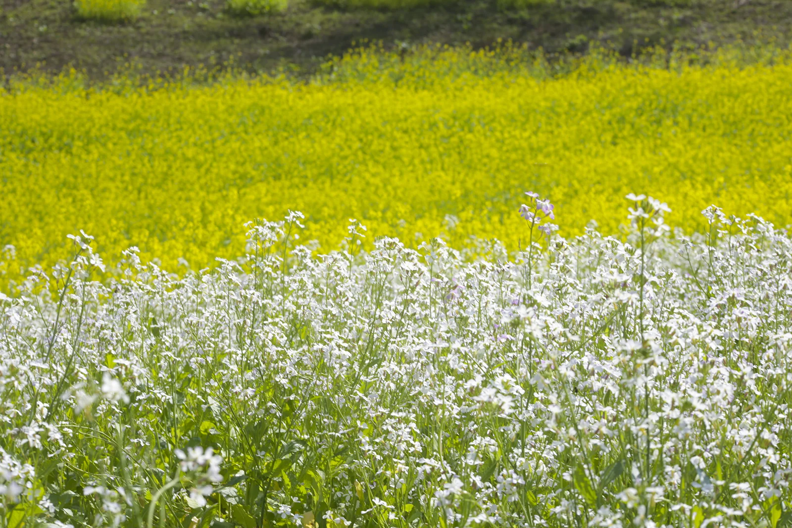 Review các món ngon Mộc Châu nhất định phải thử: Cẩm nang Food Tour từ A-Z