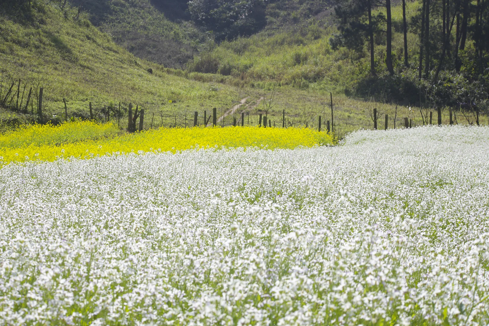 Rừng thông bản Áng: Mùa đẹp nhất, các điểm check in, kinh nghiệm chụp ảnh và lựa chọn tour
