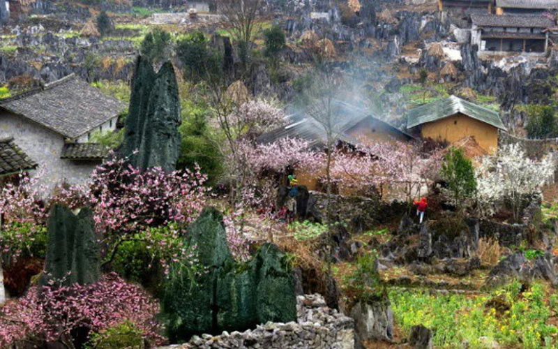 hoa-dao-sa-pa-mua-xuan-2