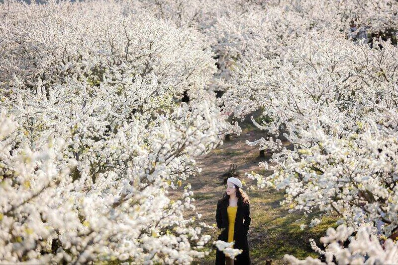 Cầu kính Bạch Long: Vị trí, điểm thu hút, kinh nghiệm du lịch và chọn tour