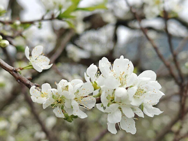 Mộc Châu mùa hoa mận: Vị trí, điểm thu hút, kinh nghiệm du lịch và chọn tour