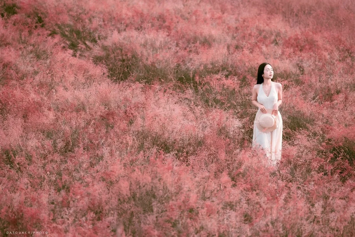 Bảng giá Tour Du lịch Mộc Châu trọn gói 2026: Chi tiết chi phí và các ưu đãi mới nhất