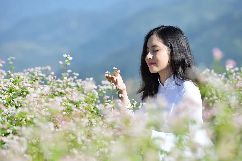 Hoa tam giác mạch Hà Giang: Mùa đẹp nhất, các điểm check in, kinh nghiệm chụp ảnh và lựa chọn tour