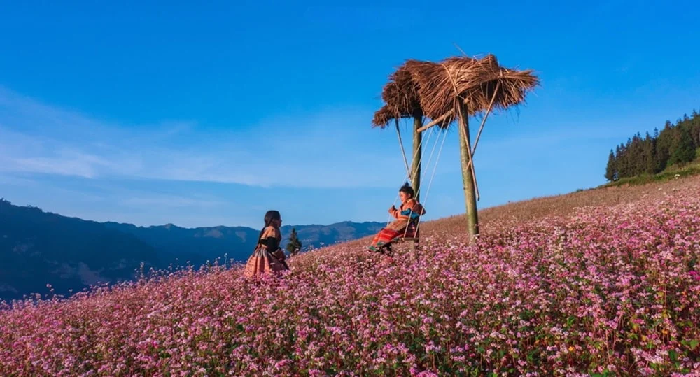 hoa-tam-giac-mach-17