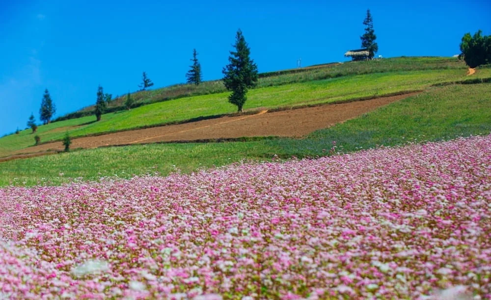 hoa-tam-giac-mach-t11