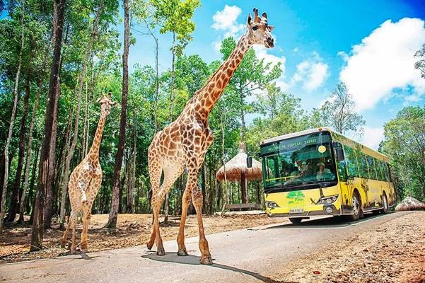 Khám phá vườn thú Vinpearl Safari Phú Quốc 