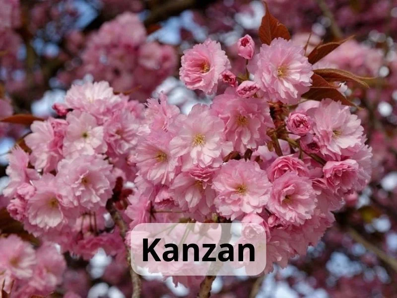 Hoa anh đào Nhật Bản: Nên đi tháng mấy, điểm nào lý tưởng nhất & kinh nghiệm chi tiết