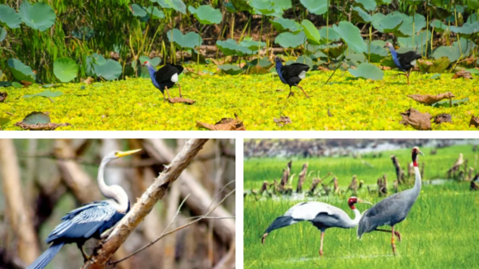 Cẩm nang du lịch rừng tràm Trà Sư 2026: Vị trí, điểm nổi bật, kinh nghiệm đi & đơn vị uy tín