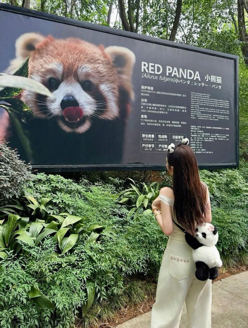 Công viên gấu trúc Thành Đô: Vị trí, điểm thu hút, kinh nghiệm du lịch và chọn tour