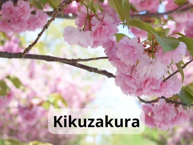 Hoa anh đào Nhật Bản: Nên đi tháng mấy, điểm nào lý tưởng nhất & kinh nghiệm chi tiết