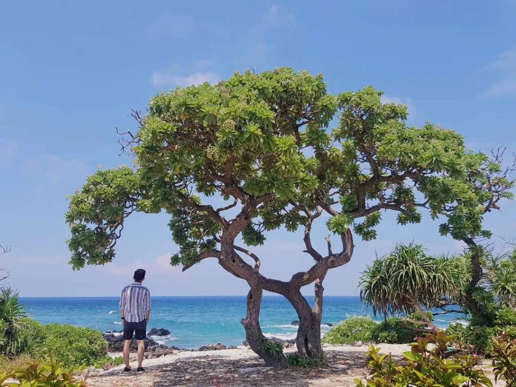 Tour Lý Sơn 2 ngày 1 đêm: Lịch trình, điểm nổi bật, giá bán, kinh nghiệm du lịch & đơn vị uy tín giá rẻ