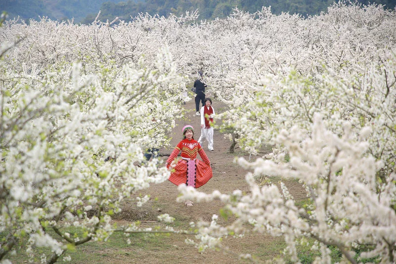 Mộc Châu mùa hoa mận: Vị trí, điểm thu hút, kinh nghiệm du lịch và chọn tour