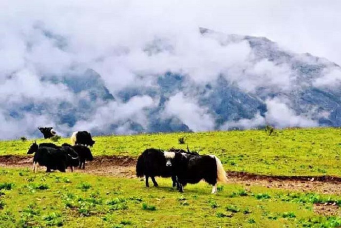 Núi Tuyết Ngọc Long Lệ Giang: Khám phá vùng đất tuyết đẹp nhất Trung Quốc