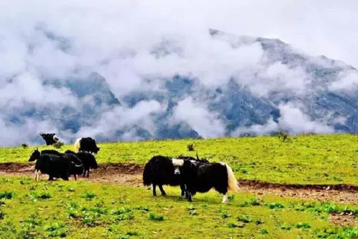 Núi Tuyết Ngọc Long Lệ Giang: Khám phá vùng đất tuyết đẹp nhất Trung Quốc