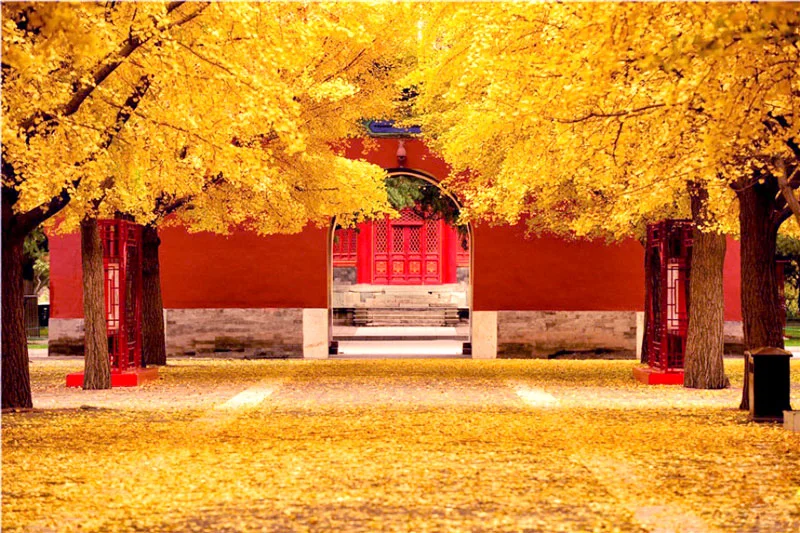 Tử Cấm Thành: Vị trí, điểm thu hút, kinh nghiệm du lịch và chọn tour