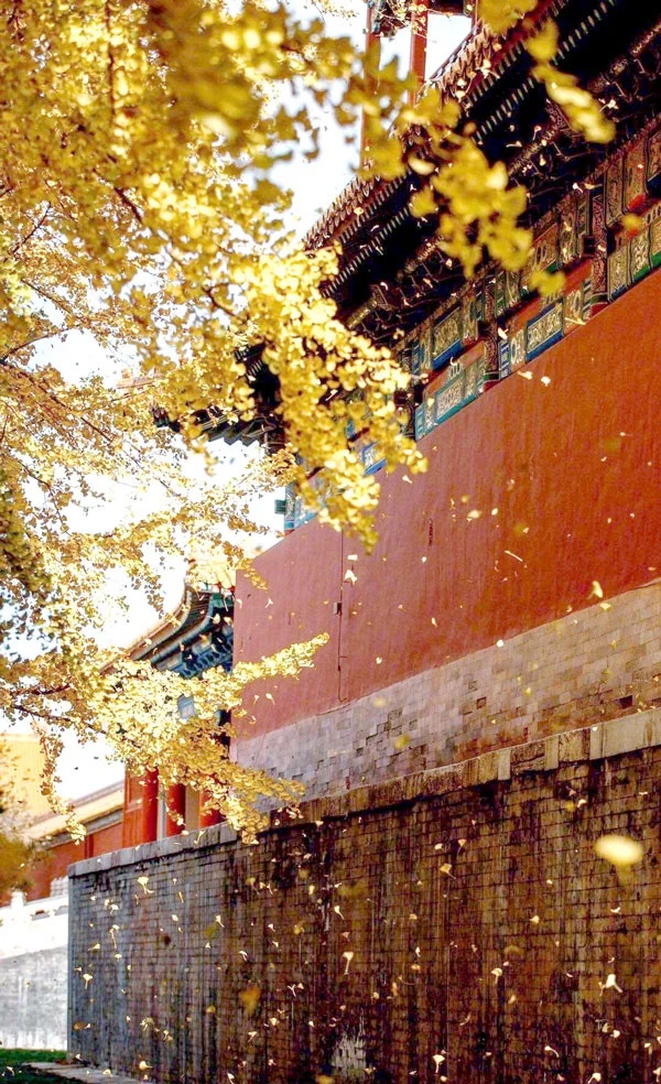 Tử Cấm Thành: Vị trí, điểm thu hút, kinh nghiệm du lịch và chọn tour