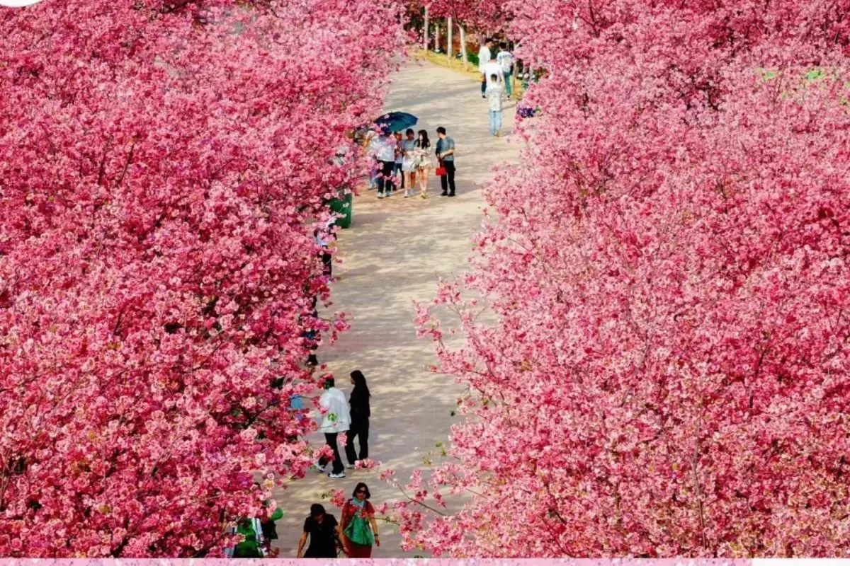 mua-xuan-kham-pha-giang-nam-va-con-minh