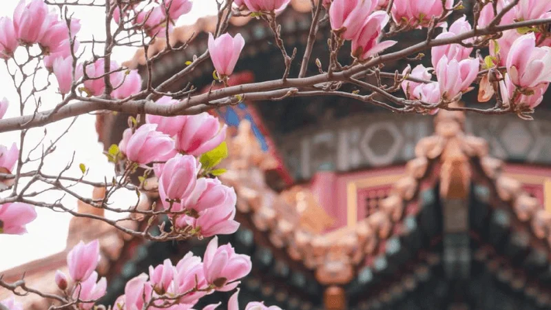 Tử Cấm Thành: Vị trí, điểm thu hút, kinh nghiệm du lịch và chọn tour