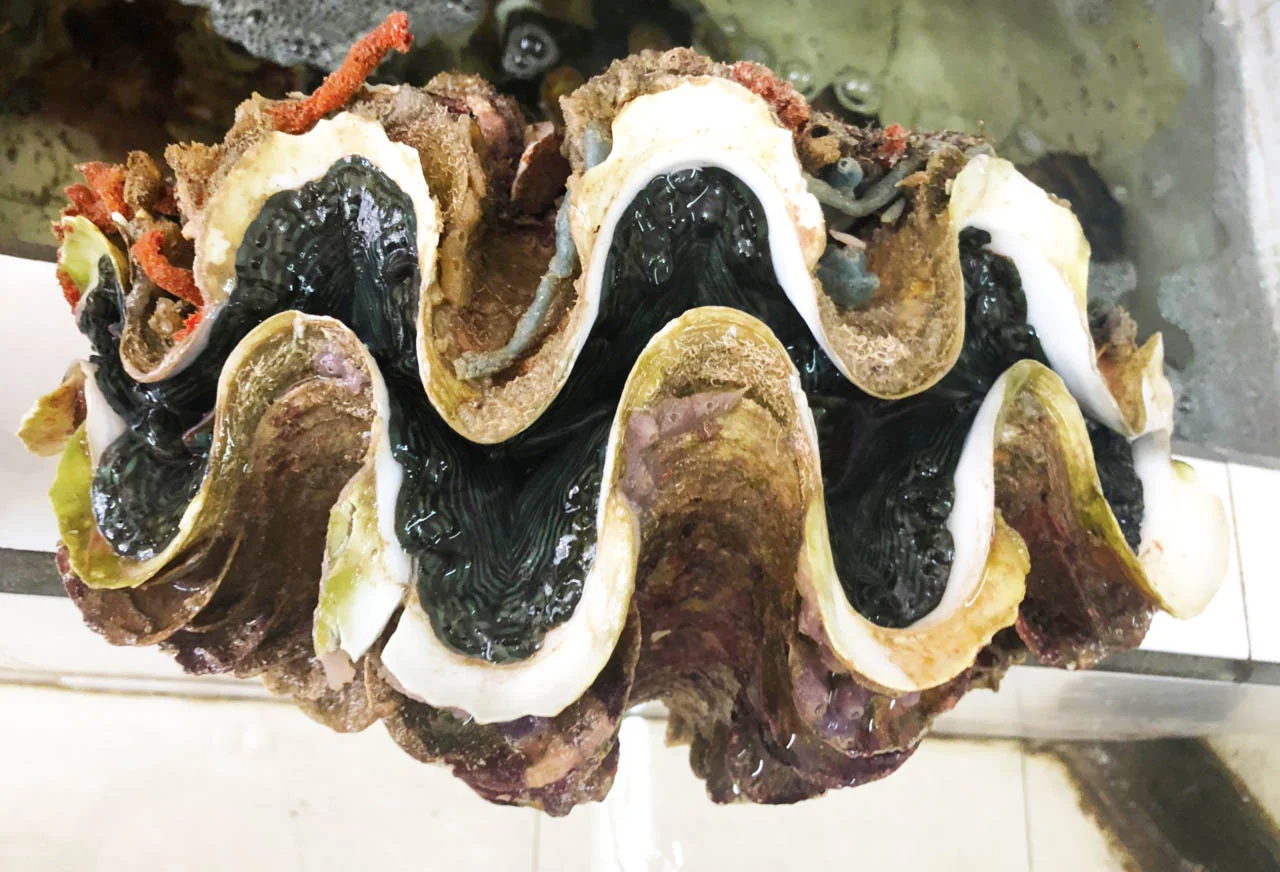 Tour Nam Du 2 ngày 2 đêm: Khám phá Maldives thu nhỏ ngay tại Việt Nam