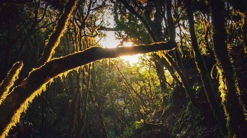 rung-nguyen-sinh-ta-xua