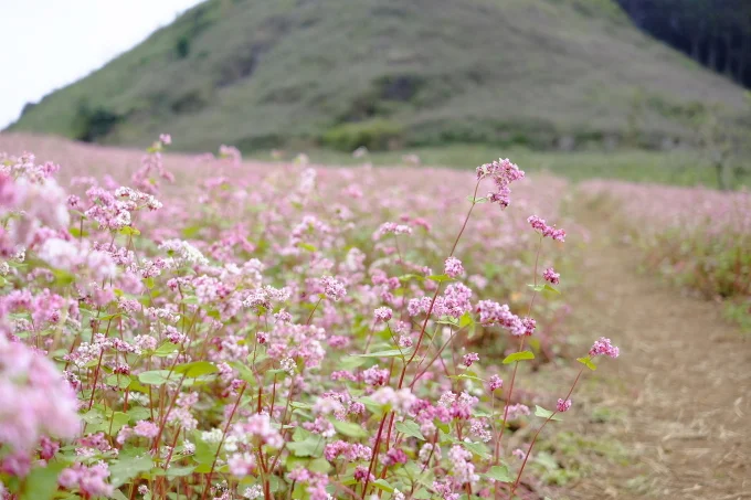 tam-giac-mach-ha-giang-1