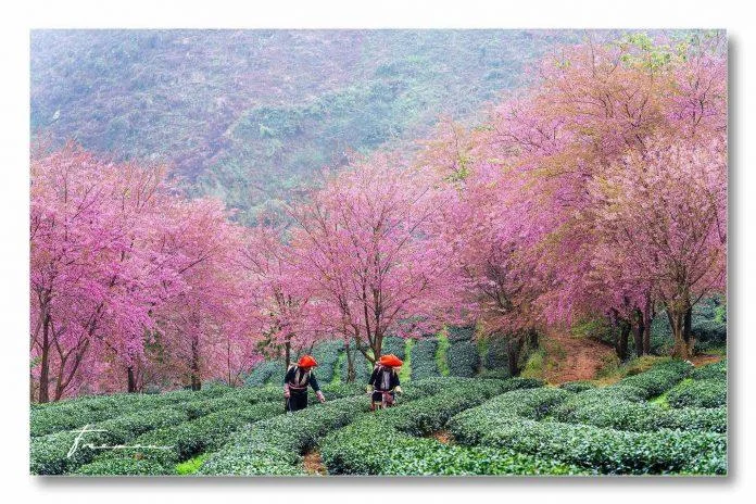 thoi-diem-du-lich-sa-pa-dep-nhat-2