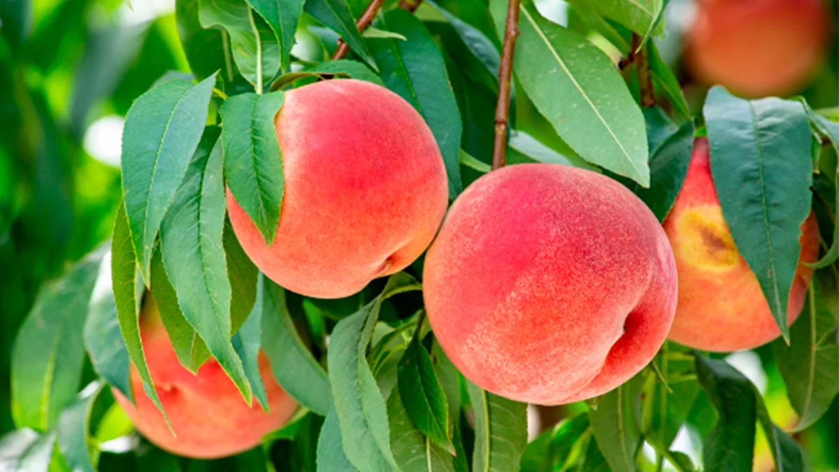 nhung-vat-dung-bi-cam-nhap-canh